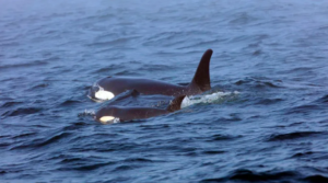 Orcas Zihuatanejo